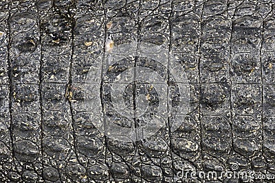 Crocodile black skin texture