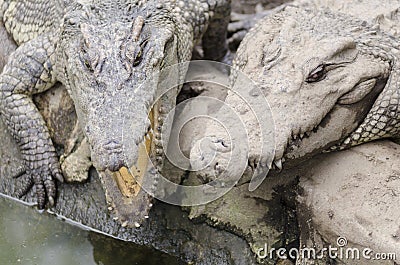 Crocodile Friends