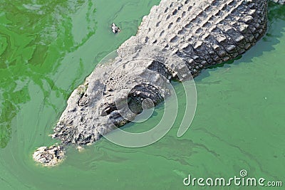 Crocodile in green pond