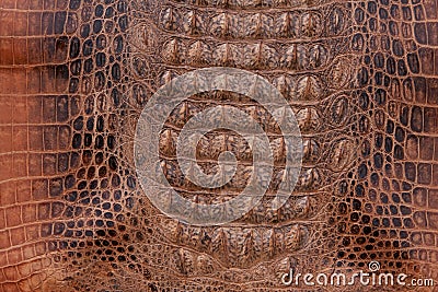 Interior Crocodile Alligator Instrumental