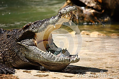 Crocodile with money in mouth