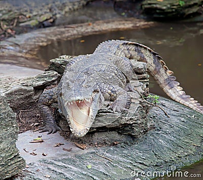 Crocodile open mouth