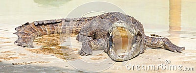 Crocodile with open mouth resting