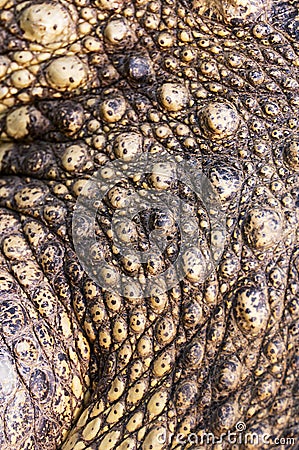 Crocodile skin