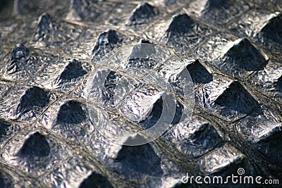 Crocodile skin close up