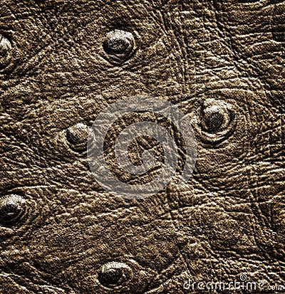 Crocodile skin close up texture