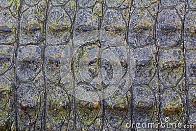 Crocodile skin texture