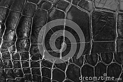 Crocodile skin texture background.