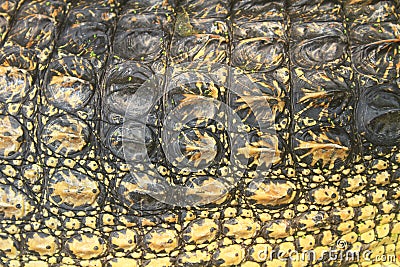 Crocodile skin texture