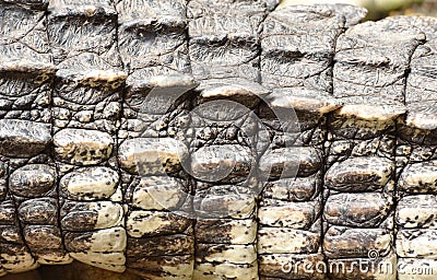 Crocodile skin texture