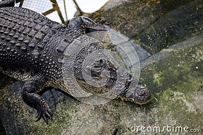 Crocodiles dangerous animals