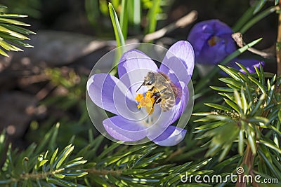 Crocus blossom with be close-up