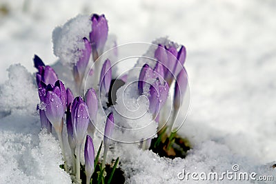 Crocus in the snow (spring)