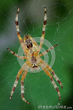 Cross spider on the web