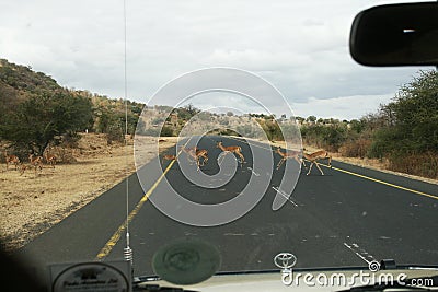 Crossing impala