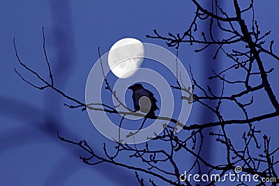 The Crow and the Moon