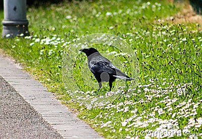 Crow standing on grass