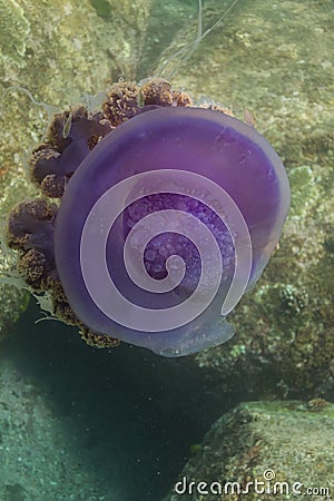 Crown jellyfish (Cephea cephea)