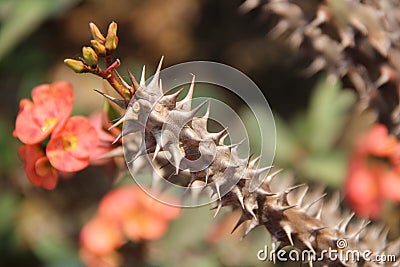 Crown-of-Thorns