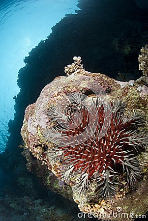 Crown-of-thorns starfish, damaging to coral reef