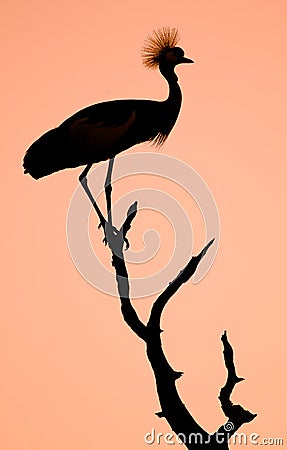 Crowned Crane Bird Silhouette