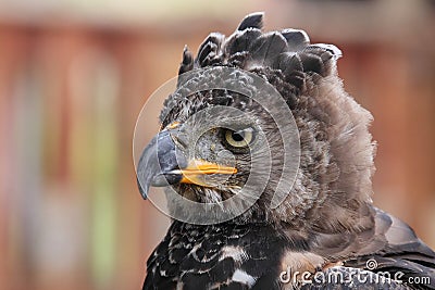 Crowned Eagle Stock Photo - Image: 1928921