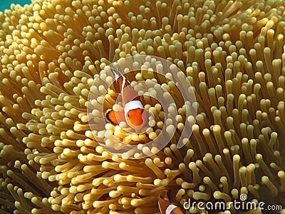 Crownfish or Anemonefish, well known as Nemo, in Sea Anemone