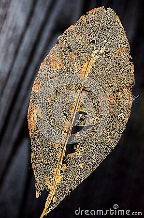 Crumbled Book leaf, black Background 3