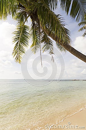 Crystal blue clear water and palms