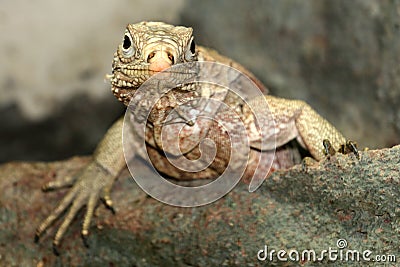 Cuban iguana