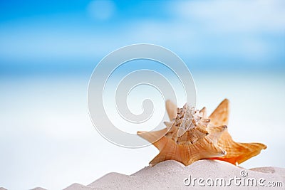 Cuban sea shell on white Florida beach sand under the sun light