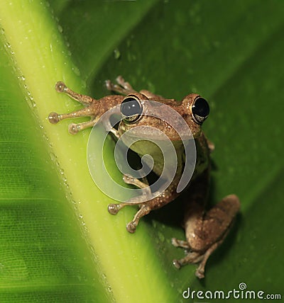 Cuban Tree Frog Perched on a Rain Soaked Green Leaf