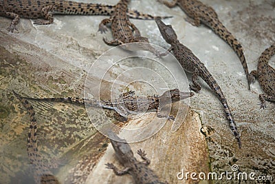 Cubs of crocodiles