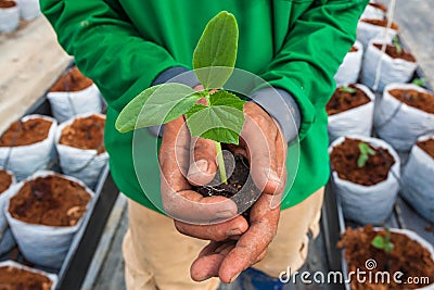 Cucumber seedling