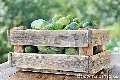 Cucumbers in a box
