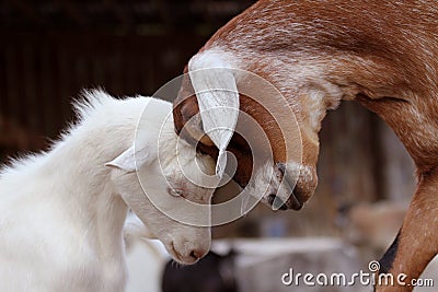  - cuddly-goats-two-appear-to-be-cuddling-as-rub-their-heads-together-36544090