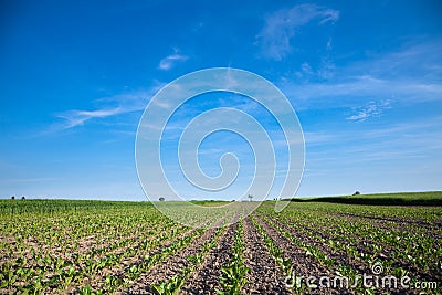 Cultivated beet field and blue sky