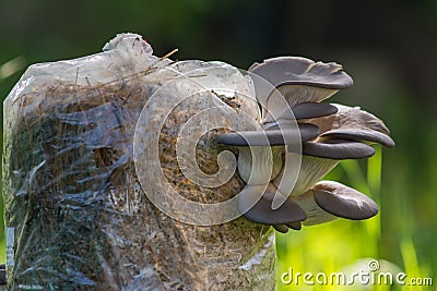 Cultivated oyster mushrooms