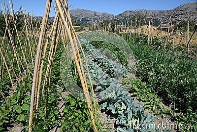 Cultivation of vegetables in the garden