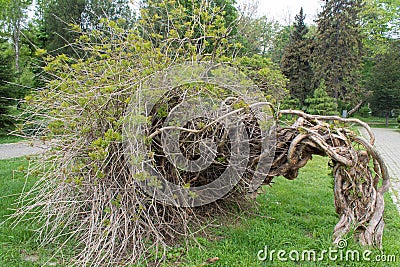 Curious bent tree