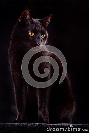 Curious black cat spooky night animal bad luck