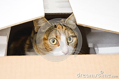 Curious cat hiding in box