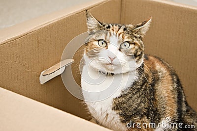 Curious cat sitting in box