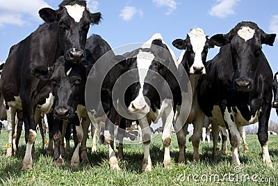 Curious Cattle