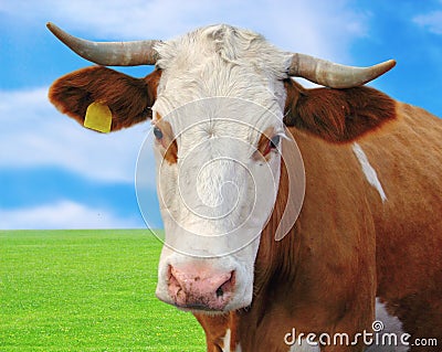 Curious cow portrait