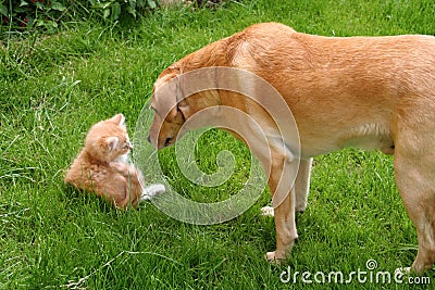 Curious Dog and Cat