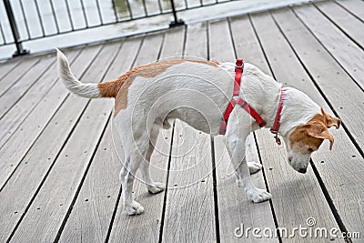 Curious dog peeking through cracks of decking