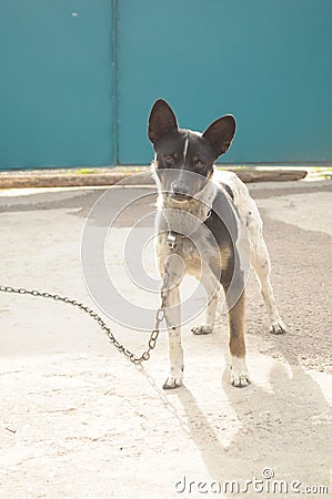 Curious dog is waiting for a walk