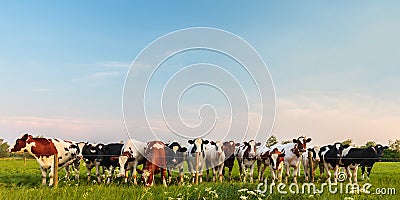 Curious Dutch milk cows in a row