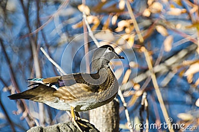 Curious Female Wood Duck